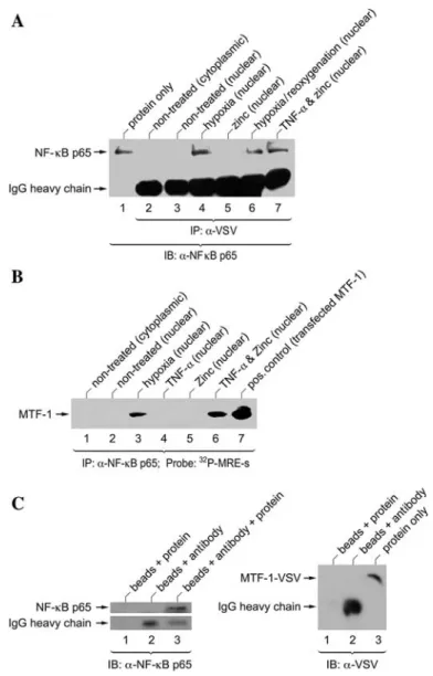 Figure 3 NF-kB interacts with MTF-1 in the nuclei of stimulated cells.