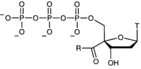 Figure 1. Structures of the 4′-acylated thymidine 5′-triphosphates MeTTP and EtTTP.