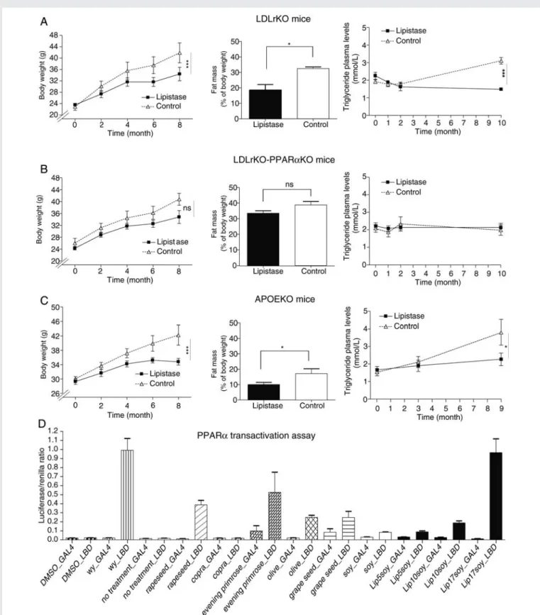 Figure 1 Lipistase reduces body weight gain and body fat mass via PPARa activation. (A– C) Body weight gain, body fat mass, and plasma triglycer- triglycer-ides in lipistase-treated LDLrKO, LDLrKO-PPARaKO, and APOEKO mice vs