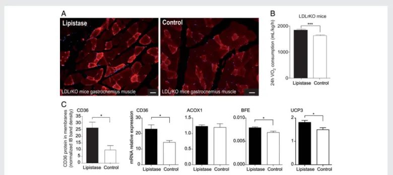 Figure 3 Lipistase reduces inflammation and impacts lipogenic and oxidative pathways in adipocytes of LDLrKO mice