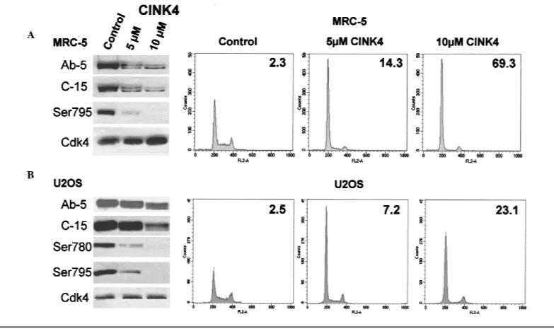 Fig. 2. Western blot and cell cycle analyses of asynchronous MRC-5 (top) and U2OS cells (bottom) untreated (Control) and treated with 5 and 10 ␮ M CINK4 (a chemical inhibitor of cyclin-dependent kinase 4) for 24 hours