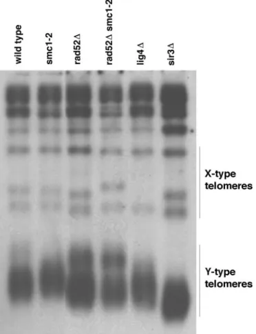 Figure 5. Telomere stability in smc1-2 and other mutants. XhoI-digested DNA was of 10 mg analysed by Southern blotting and probed with a poly-d(GT) 20