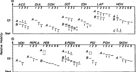 Figure 1. Isoenzyme polymorphism among full-sib families (embryos) and population samples (buds, young leaves) of Fagus sylvatica