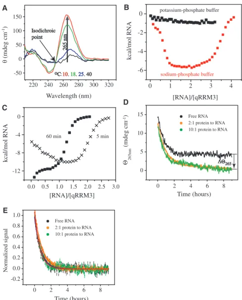 Figure 2. Binding of qRRM3 to G-tract RNA proceeds by conformational selection. (A) CD spectra of 100 mM 5 0 -AGGGAU-3 0 measured in sodium phosphate buffer at different temperatures (indicated in the ﬁgure)