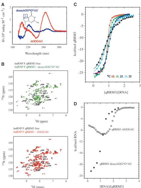 Figure 3. Binding of qRRM3 to single stranded G-tract RNA (A) CD spectrum of 5 0 -AGGGAU-3 0 (red) and 5 0 -deazaAGG*G*AU-3 0 (blue) in sodium phosphate buffer