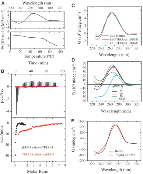 Figure 4. Interaction between qRRM3 and G-quadruplex formed by GGA-(GGGUUA) 4 (TERRA1) RNA (A) Top panel: CD spectrum of 5 mM 5 0 -GGA-(GGGUUA) 4 -3 0 (TERRA1) RNA measured at 25  C