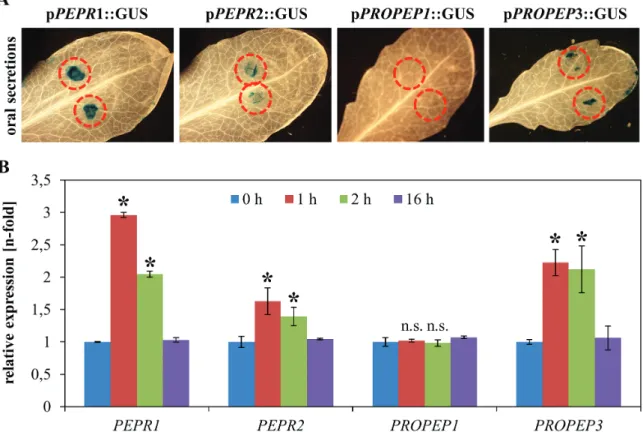Fig. 1.  Spodoptera oral secretions are sufficient to activate both PEPR and PROPEP3 promoters