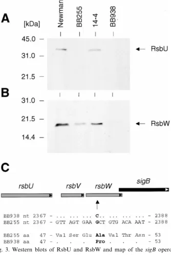 Fig. 3. Western blots of RsbU and RsbW and map of the sigB operon.