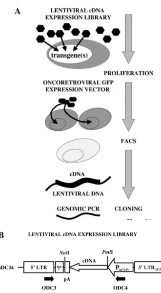 Figure 1. Schematic representation of lentiviral expression cloning for the discovery of proliferation-inducing cDNAs