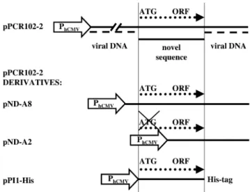 Figure 2. Structure of pPCR102-2 and its derivatives encoding different modules of the proliferation-inducing cDNA