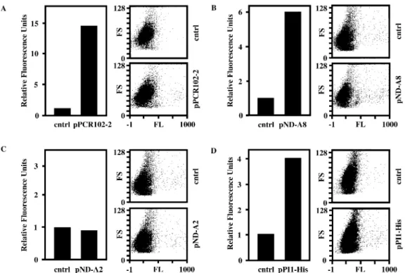 Figure 4. Expression of the PI1 protein. Escherichia coli transgenic for pDC106 harboring PI1-His (see Fig