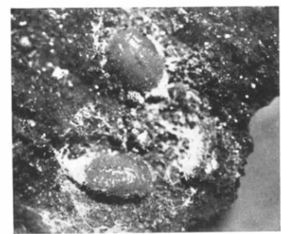 FIG. 3. A pupa of P. impexus in the spun network on infested bark.