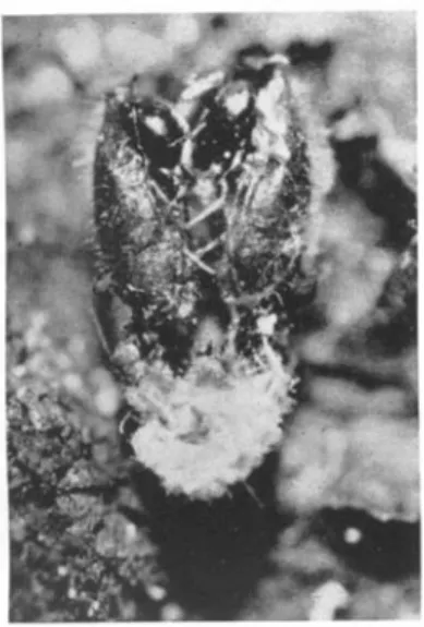 FIG. 2. Hole in the thorax of a pupa off. impexus after the emergence of the parasites (S