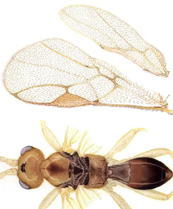 FIG. 1. Centistes scymni, sp.n., dorsal view.FIG. 2. Centistes scymni, sp.n., anterior and posterior wings.