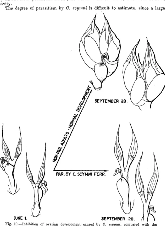 Fig. 10.—Inhibition of ovarian development caused by C. scymni, compared with the normal development of ovaries in non-parasitised adults of P