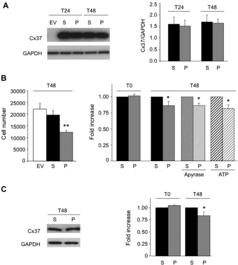 Fig. 1. Cx37 C1019T polymorphism and tumour cell proliferation. (A) Quantification of Cx37 by western blot showed that this protein is equally expressed in HeLa cells transfected with Cx37-319S and Cx37-319P 24 h (T24) and 48 h (T48) after cell passage