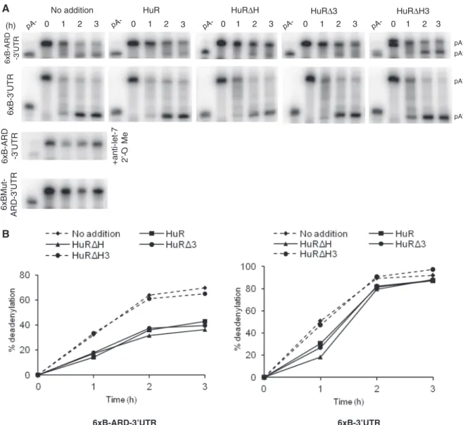 Figure 6. Effect of HuR and its mutants on miRNA-mediated deadenylation of target RNAs in Krebs-2 ascites extract