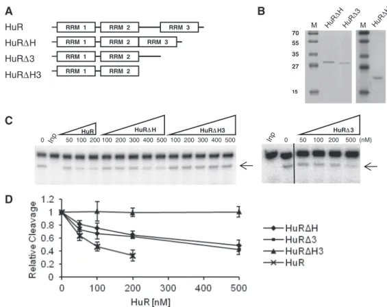 Figure 2. Activity of different HuR mutants in alleviating miRISC cleavage. (A) Schemes of wt HuR and its deletion mutants