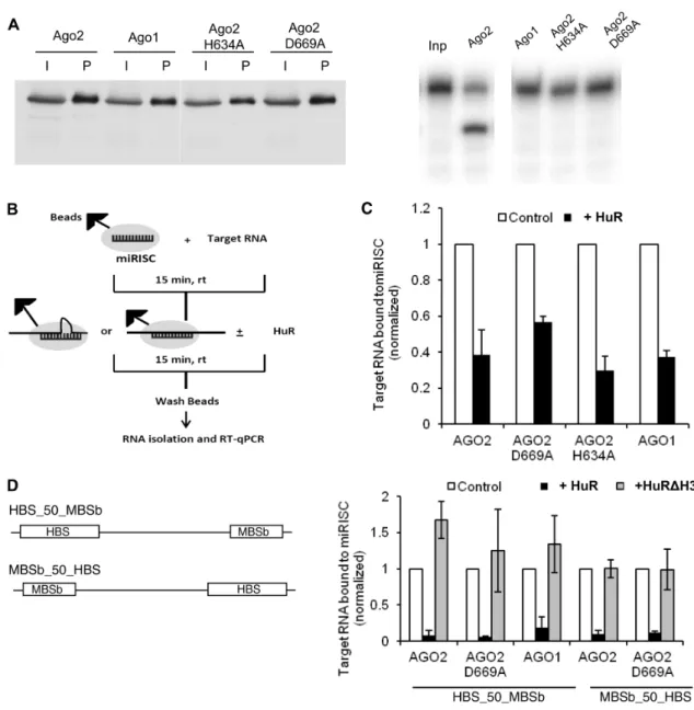 Figure 5. HuR promotes dissociation of miRISC from target RNAs bearing either perfectly complementary or bulged let-7 sites.