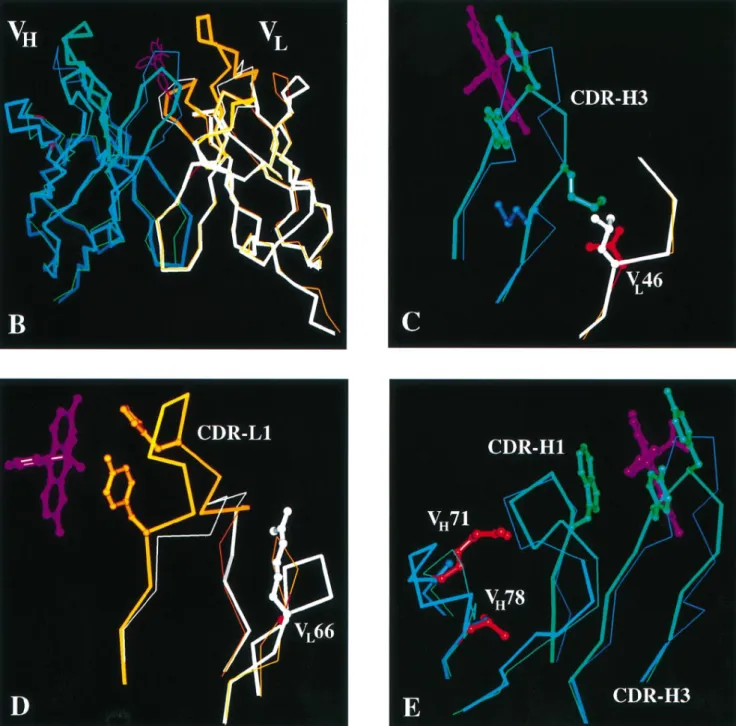Fig. 1. Amino acid sequence and structure comparison of grafted scFv 4D5Flu with its parental Fvs