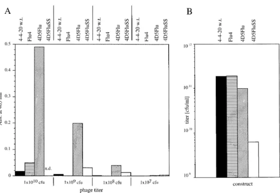 Fig. 6. (A) ELISA signals of phages displaying the scFvs 4-4-20 (black bars), Flu4 (bars horizontally hatched), 4D5Flu (bars diagonally hatched) and 4D5FluSS (white bars)