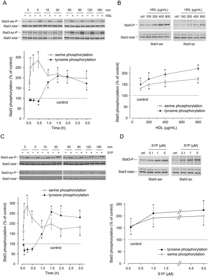 Figure 1 HDL and S1P induce an increase in Stat3 phosphorylation on tyrosine 705 and serine 727