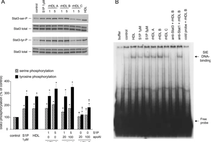 Figure 2 Activation of Stat3 by HDL, rHDL, and S1P. Cardiomyocytes were untreated (control) or stimulated for 90 min with HDL (400 mg/mL), S1P (1 or 5 mM) or three different rHDL containing S1P (rHDL A), S1PþapoAI (rHDL B), or apoAI (rHDL C)