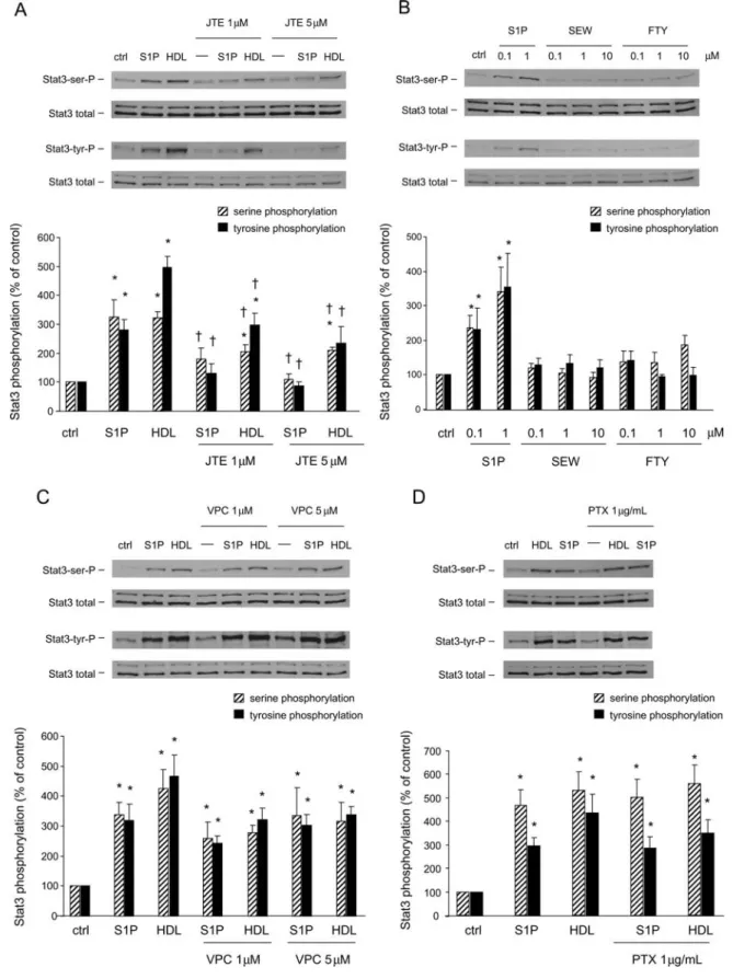 Figure 3 HDL and S1P induce Stat3 phosphorylation through S1P2. Cardiomyocytes were untreated (ctrl) or incubated with S1P antagonists or pertussis toxin, prior to stimulation for 90 min with S1P (1 mM), S1P agonists (0.1–10 mM), or HDL (400 mg/mL)