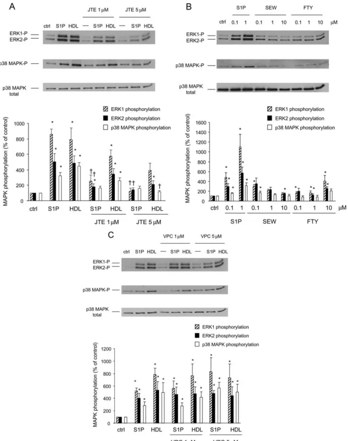 Figure 5 HDL and S1P induce ERK1/2 and p38 MAPK phosphorylation through S1P2. Cardiomyocytes were untreated (ctrl) or incubated with S1P antagonists, prior to stimulation for 90 min with S1P (1 mM), S1P agonists (0.1–10 mM), or HDL (400 mg/mL)