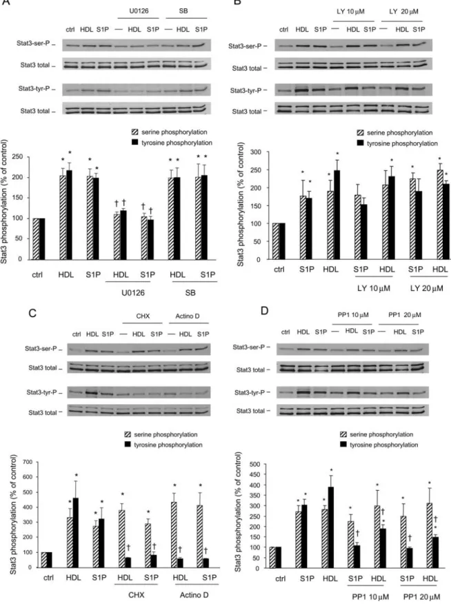 Figure 6 HDL- and S1P-induced Stat3 activation is inhibited by U0126 and PP1 but not by SB203580 or LY294002