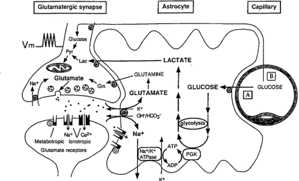 figure 4. Schematic representation of the mechanism for glutamate-induced glycolysis in astrocytes during physiological activation