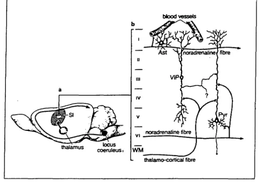 Figure 6. Anatomical organization and putative targets of the NA- and  VlP-con-taining neuronal circuits in rat cerebral cortex a, Noradrenergic fibers originate in locus ceruleus and project to the  ce-rebral cortex, where they adopt a  hori-zontal trajec