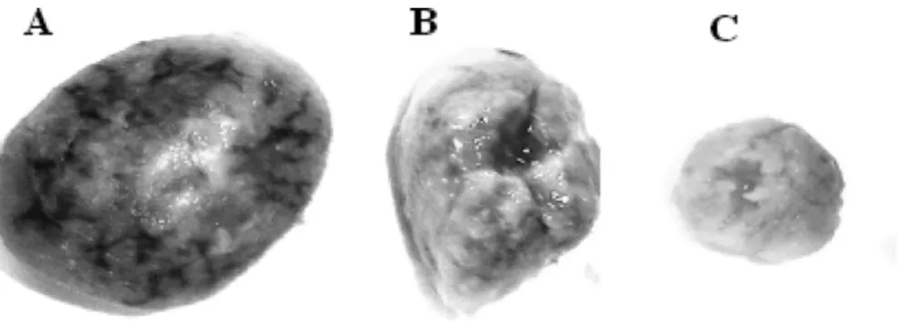 Figure 4 Gross appearance of the placenta of the control (A) and chromium-treated group with 1 mg/kg (B) and 2 mg/kg (C)