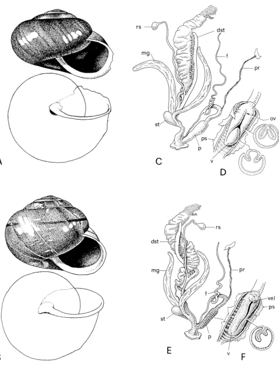 Figure 1. Shell and genitalia of A. a. aethiops and  A. arbustorum from an alpine meadow near Lake Bilea, Romania