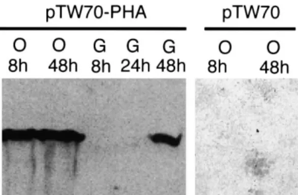 Fig. 2. Western blot analysis of PHA synthase expression in P. pastoris.