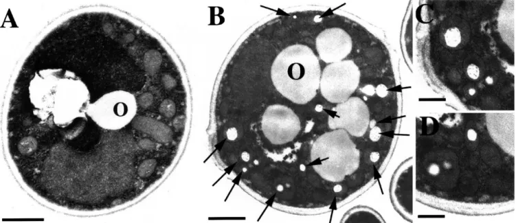 Fig. 3. Analysis of PHA inclusions in P. pastoris. Cells transformed with the control plasmid pTW70 (A) or the plasmid pTW70-PHA (B^D) were inoc- inoc-ulated in medium containing 0.1% glucose, 2% Pluronic-127 and 0.1% oleic acid and grown for 3 days before