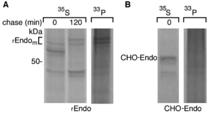 Fig. 4. Rat endomannosidase is phosphorylated. Immunoblot analysis of CHO-K1 cell extracts expressing Golgi-localized myc-tagged rat