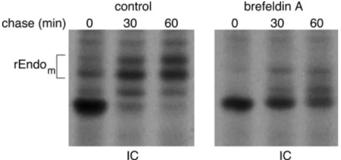Fig. 7. Brefeldin A prevents the maturation of endomannosidase. CHO-K1 cells expressing Golgi-localized myc-tagged rEndo were preincubated or not for 1 h with brefeldin A (2.5 μ g/mL), pulsed for 20 min with 35 S-methionine, and chased for the time periods