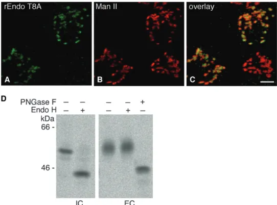 Fig. 8. Engineered rat Endo T8A expressed in CHO-K1 cells exhibited Golgi localization