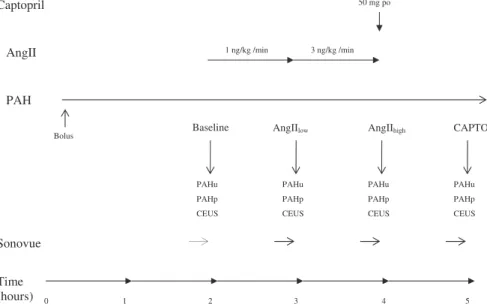 Fig. 1. General plan of the study. AngII low, angiotensin II 1 ng/kg/min; AngII high, angiotensin II 3 ng/kg/min; PAHu, urinary PAH concentration;