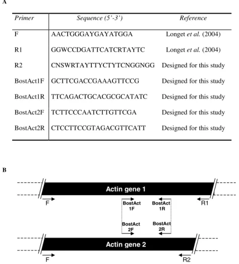 Fig. 1. Primer description (A) and schematic representation of the genes that encode for actin in Bonamia ostreae (B)