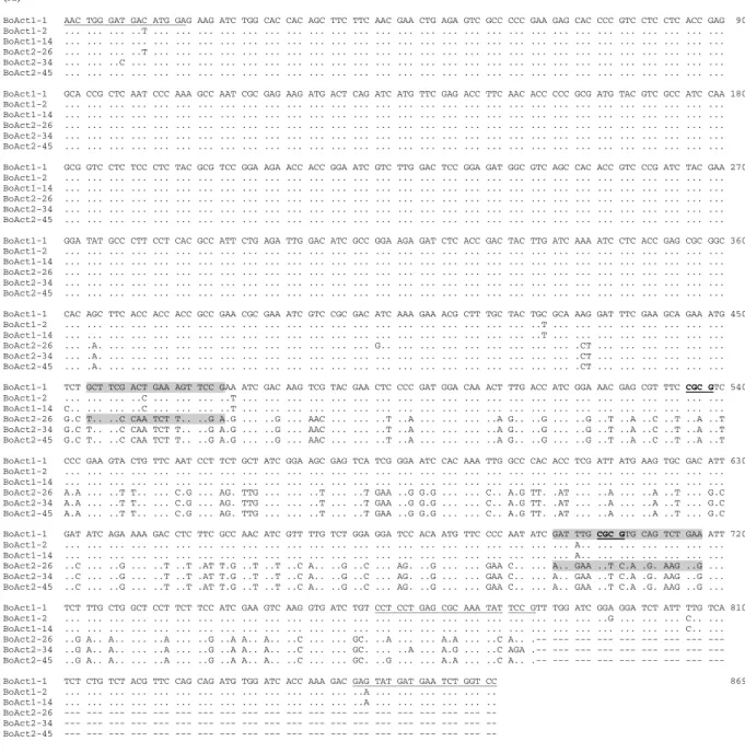 Fig. 2. Sequences alignment of Bonamia ostreae actin genes 1 and 2. (A) Nucleotide sequences corresponding to cloned actin sequences Type 1 (BostAct1) and Type 2 (BostAct2)