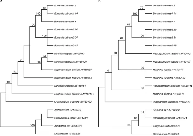 Fig. 4. Parsimony analysis based on actin gene sequences showing the paralogy of Bonamia ostreae sequences obtained in this study