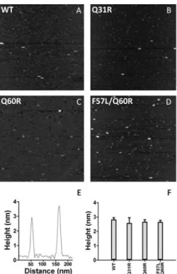 Fig. 7 AFM images of wild-type (A), Q31R (B), Q60R (C) and F57L/Q60R (D) HypF-N (scan size: 1 mm)