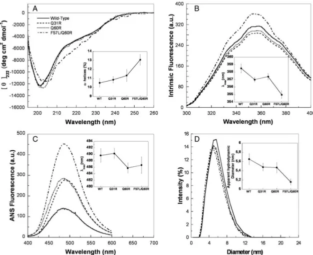 Fig. 4 Far-UV CD spectra (A), intrinsic fluorescence emission spectra (B), ANS fluorescence emission spectra (C) and size distributions obtained with DLS (D) for the HypF-N variants