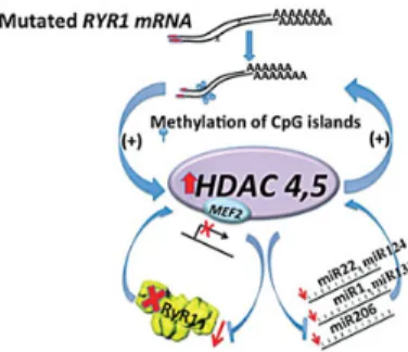 Figure 9. Cartoon depicting how mutations in RYR1 lead to a decrease in RyR1 content thereby leading to weak muscles