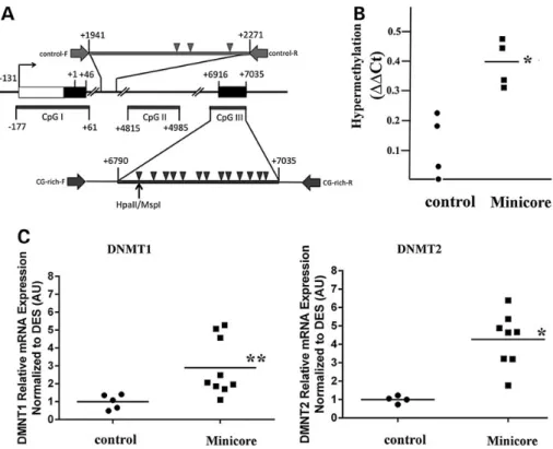 Figure 8 shows that the transcript levels of MEF2A, MEF2C and MEF2D are not signiﬁcantly different between controls and  biop-sies from patients