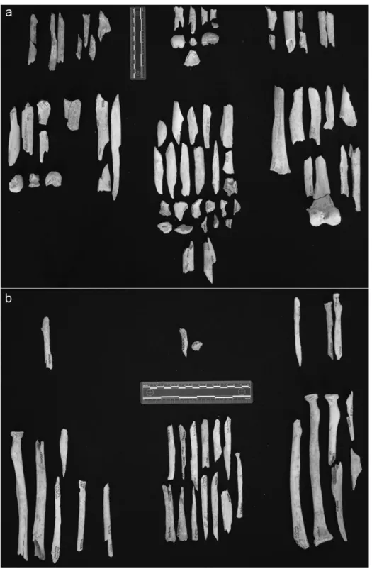 Figure 5. Differential treatment of the long bones: a) diaphyses of the femurs, large and rich in marrow, are systematically broken; b) the radii, not so large and rich in marrow, have a high proportion of unbroken diaphyses