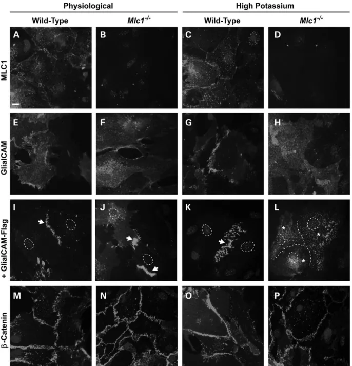 Figure 9. Glialcam localization to astrocyte junctions depends on Mlc1 and the presence of high extracellular potassium concentration