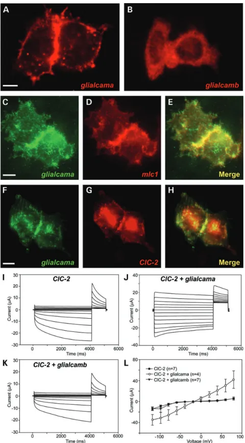 Figure 2. Characterization of the zebrafish orthologues of Mlc1 and Glialcam. (A and B) glialcama and glialcamb were transfected separately in HeLa cells and detected through the FLAG epitope with immunofluorescence